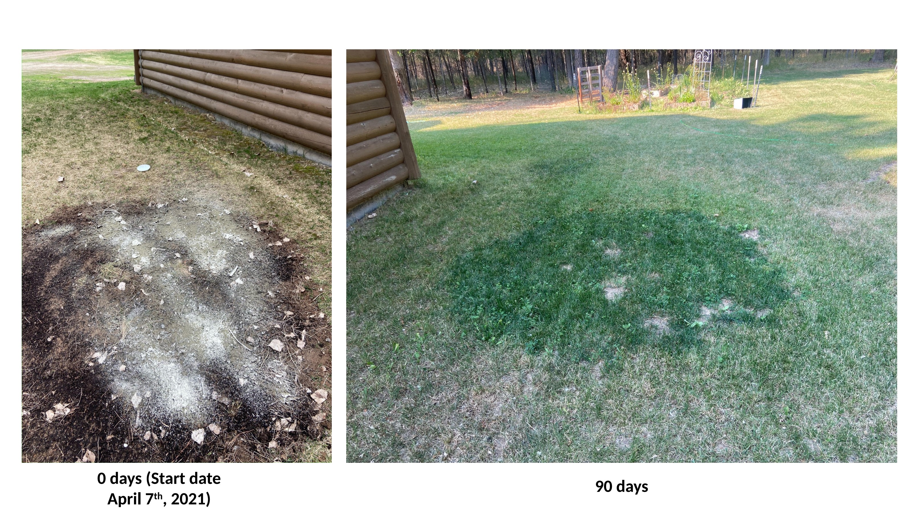 Bare Patch to Full Lawn